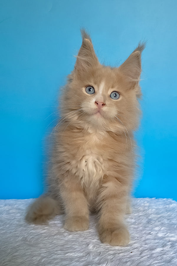 Barren | Maine Coon Kitten