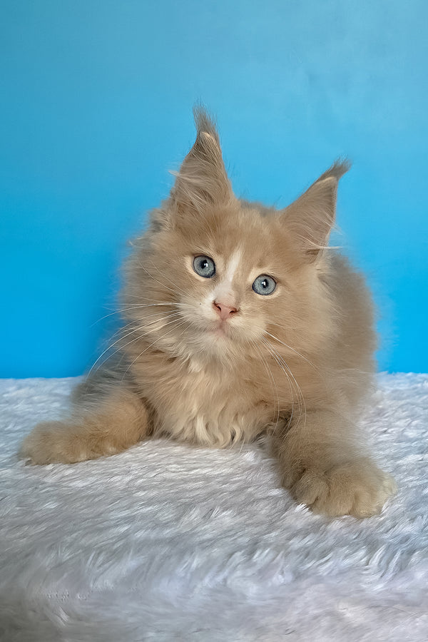 Barren | Maine Coon Kitten