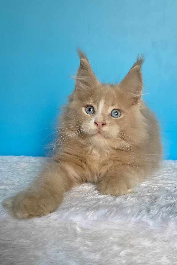 Barren | Maine Coon Kitten