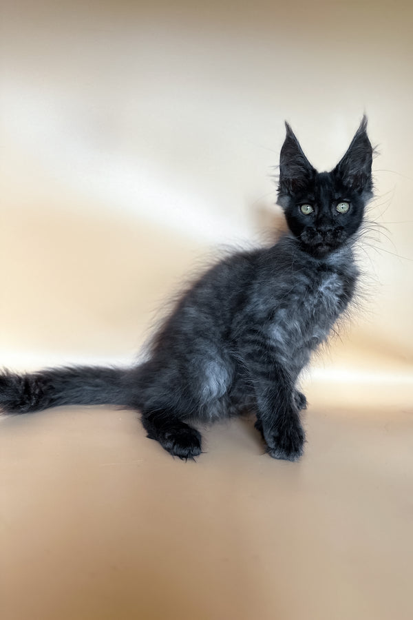 Barrow | Maine Coon Kitten