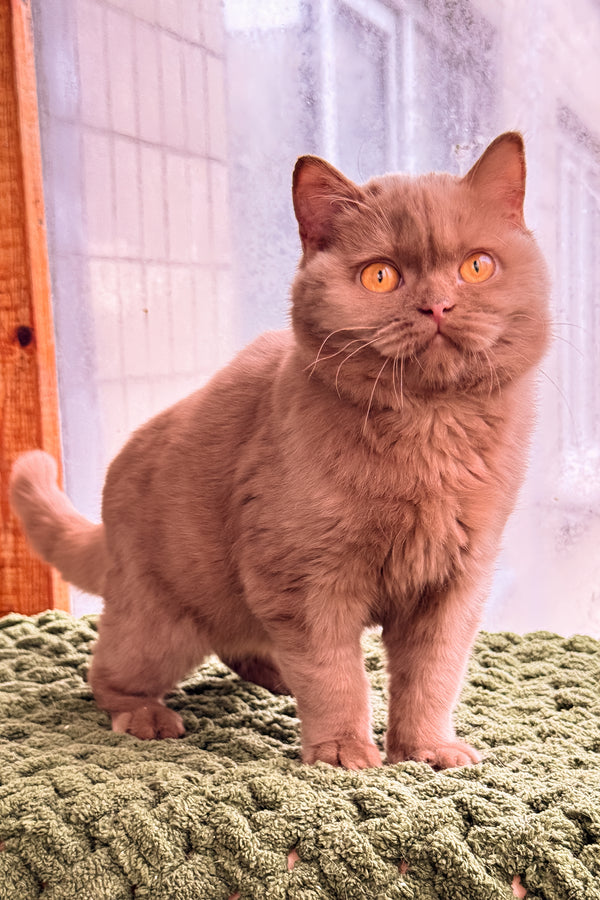 Betti | British Shorthair Kitten
