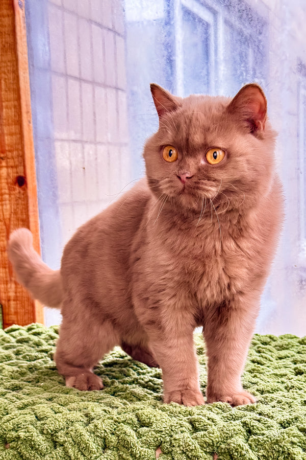 Betti | British Shorthair Kitten