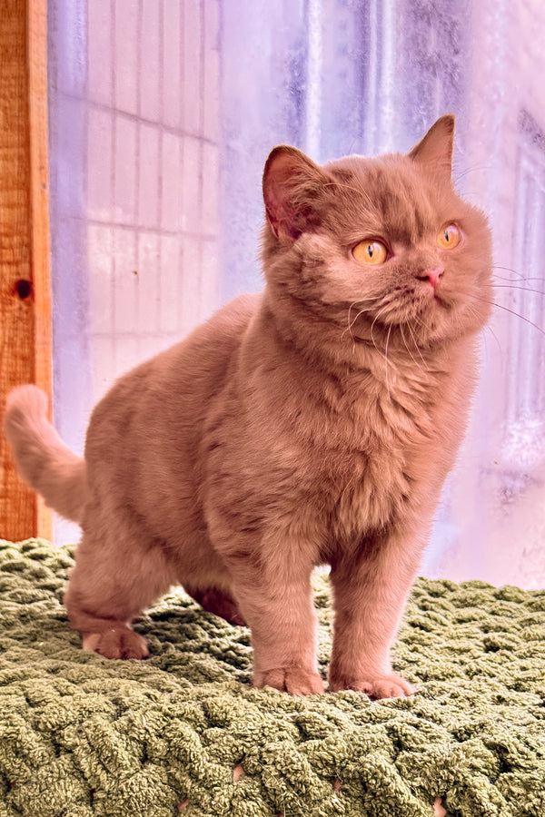 Betti | British Shorthair Kitten