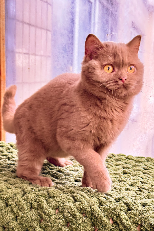 Betti | British Shorthair Kitten