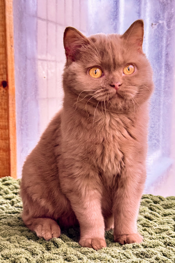 Betti | British Shorthair Kitten