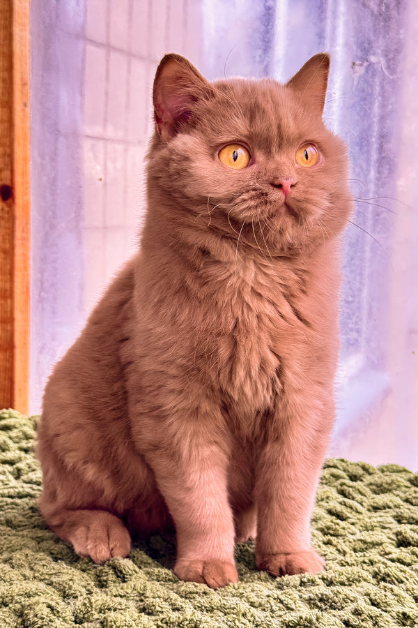 Betti | British Shorthair Kitten