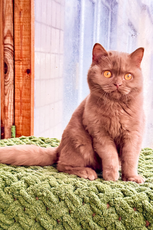 Betti | British Shorthair Kitten