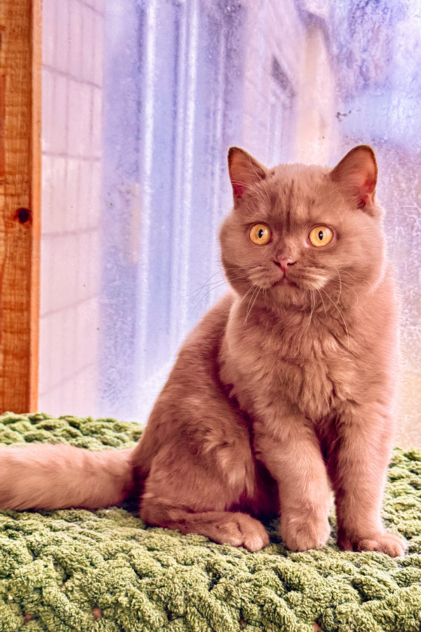 Betti | British Shorthair Kitten