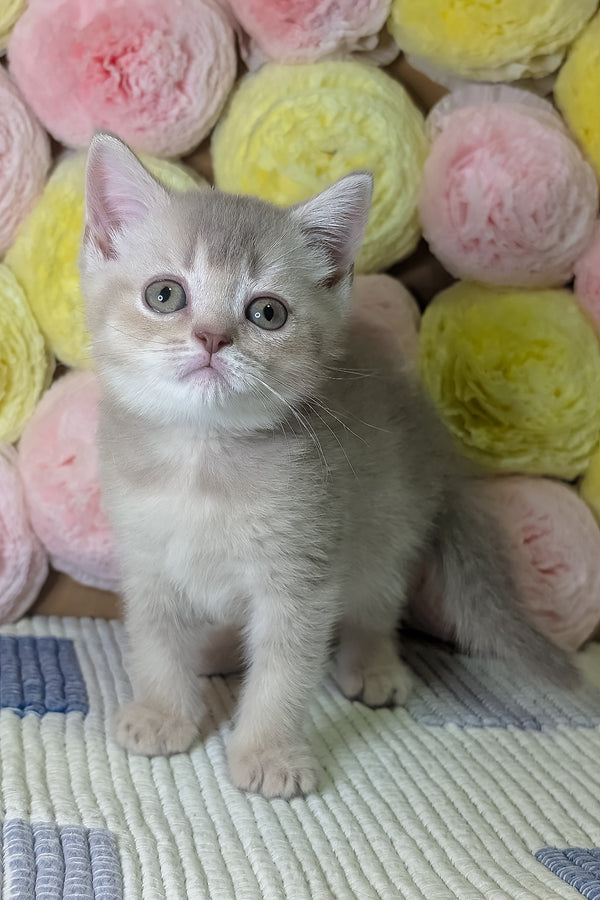 Cassy | Scottish Straight Kitten