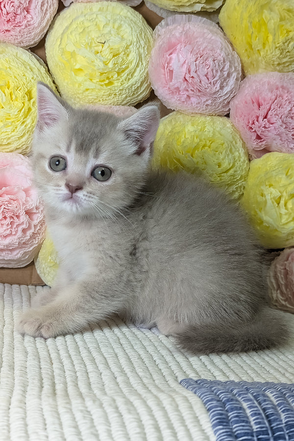 Cassy | Scottish Straight Kitten