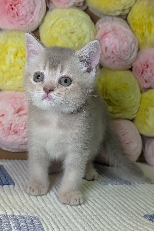 Cassy | Scottish Straight Kitten