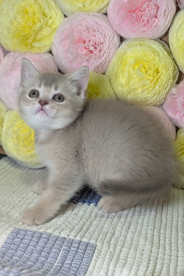 Cassy | Scottish Straight Kitten