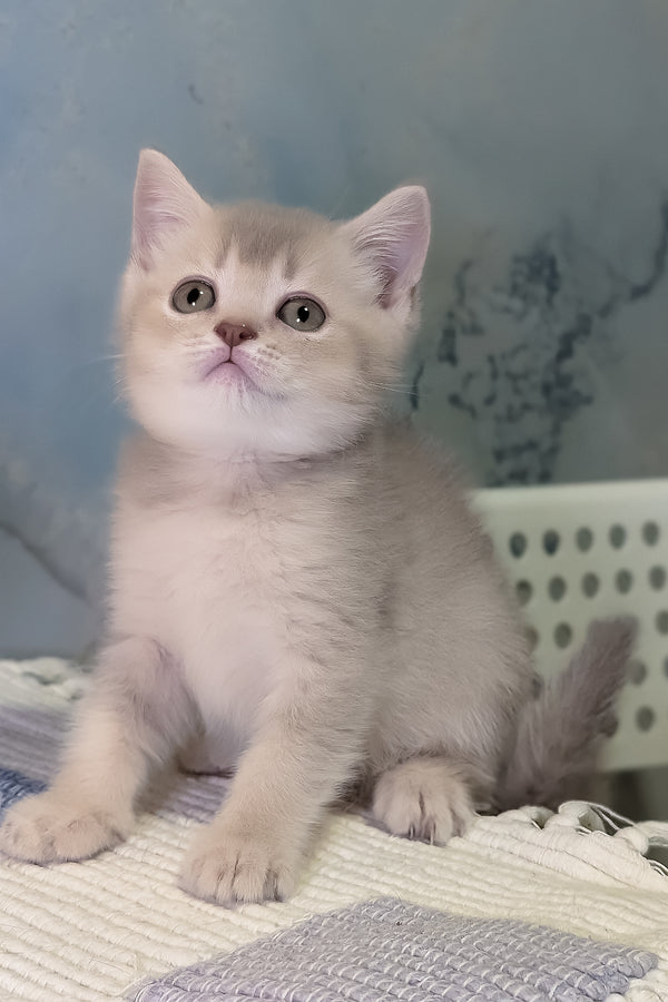 Cassy | Scottish Straight Kitten