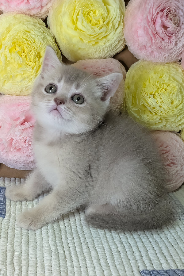Cassy | Scottish Straight Kitten