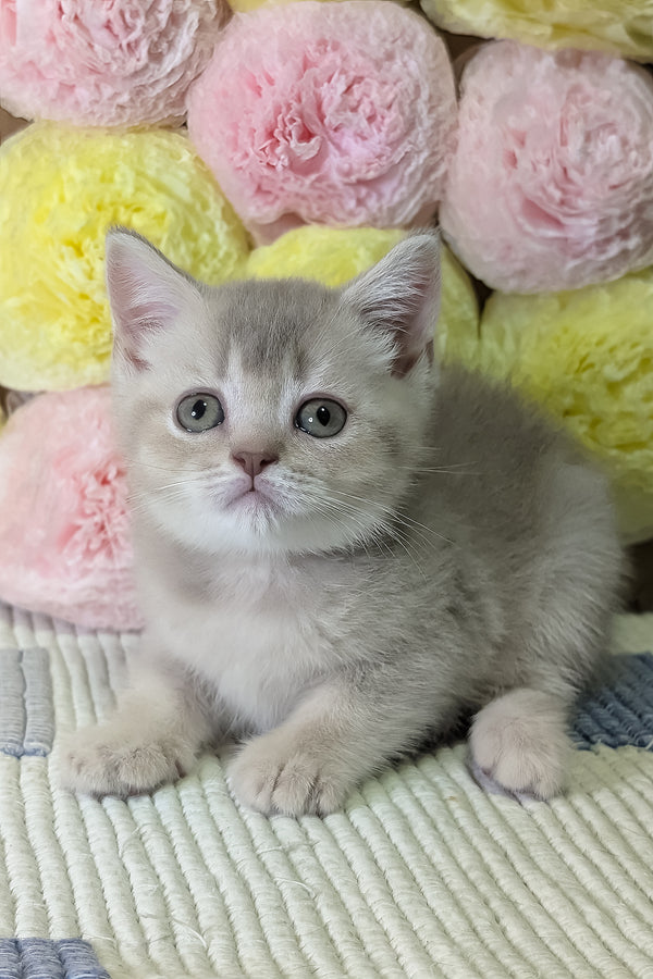 Cassy | Scottish Straight Kitten