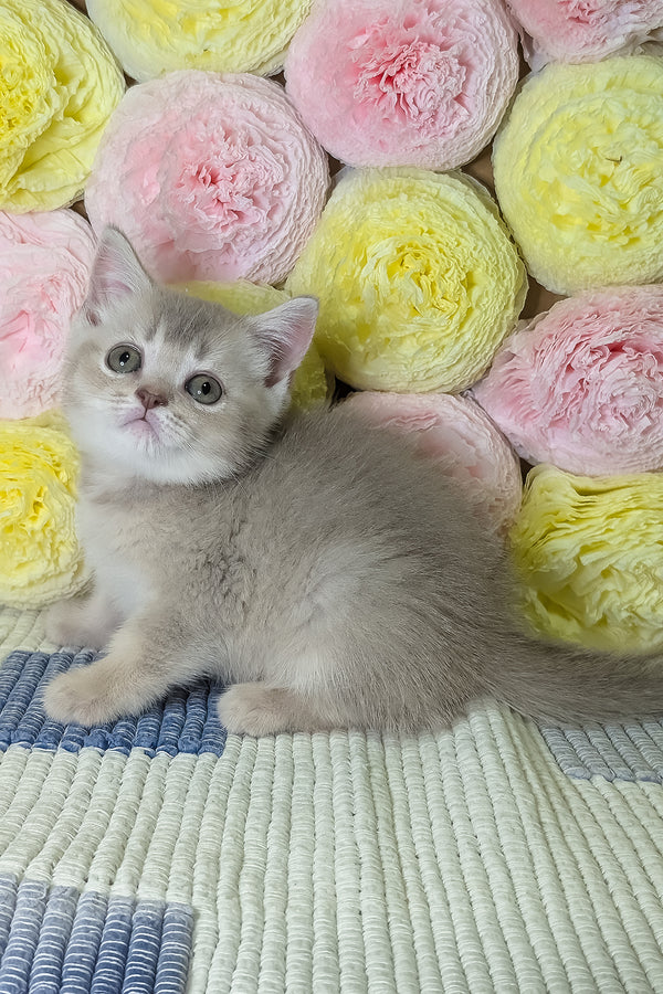Cassy | Scottish Straight Kitten