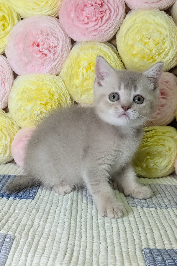 Cassy | Scottish Straight Kitten