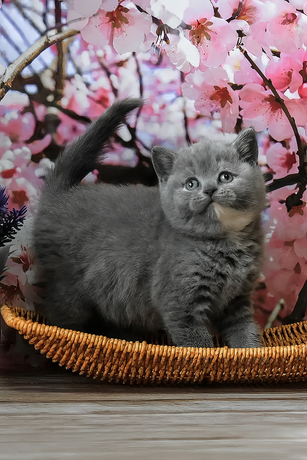 Cessi | British Shorthair Kitten