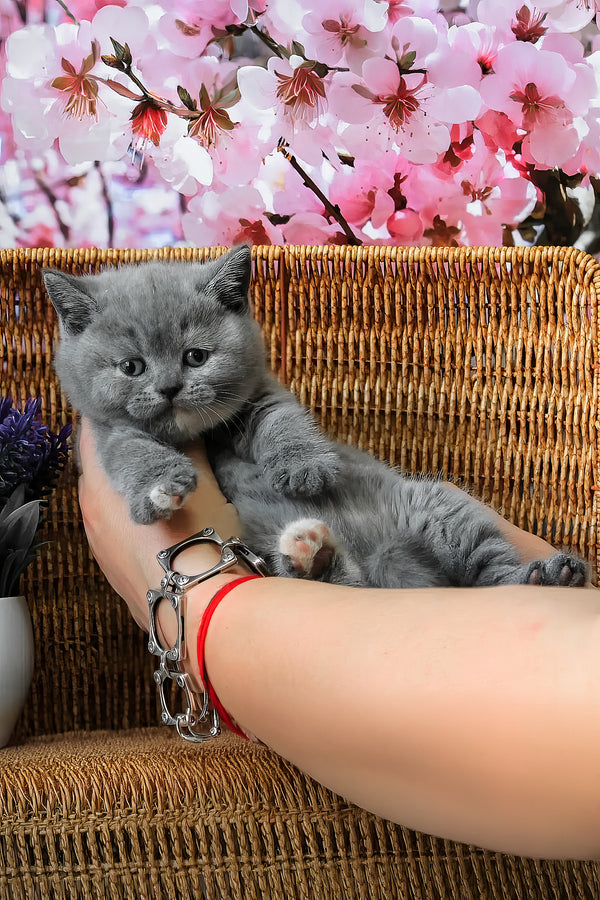 Cessi | British Shorthair Kitten