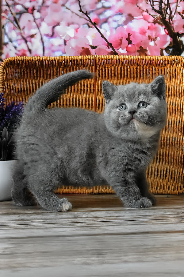 Cessi | British Shorthair Kitten