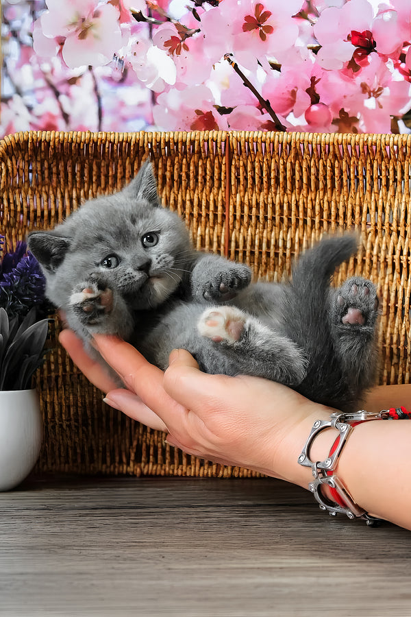 Cessi | British Shorthair Kitten