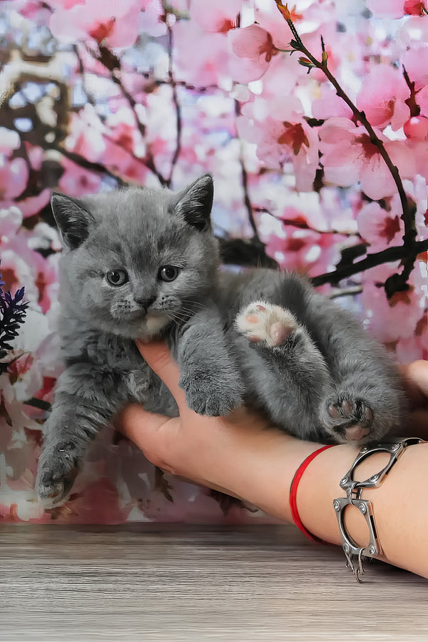 Cessi | British Shorthair Kitten