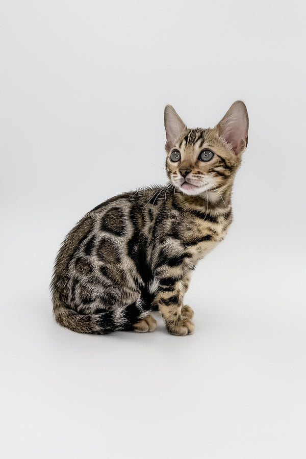 Chanel | Bengal Kitten