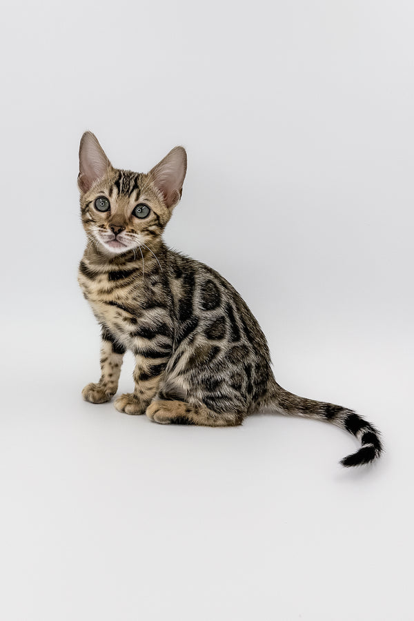 Chanel | Bengal Kitten