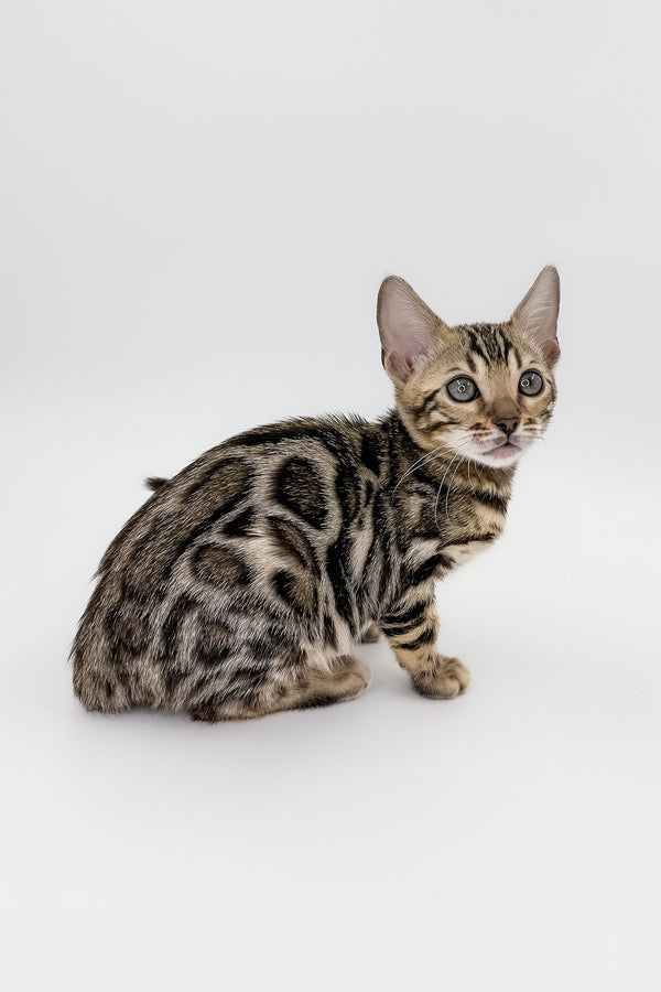 Chanel | Bengal Kitten