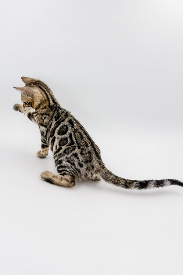 Chanel | Bengal Kitten
