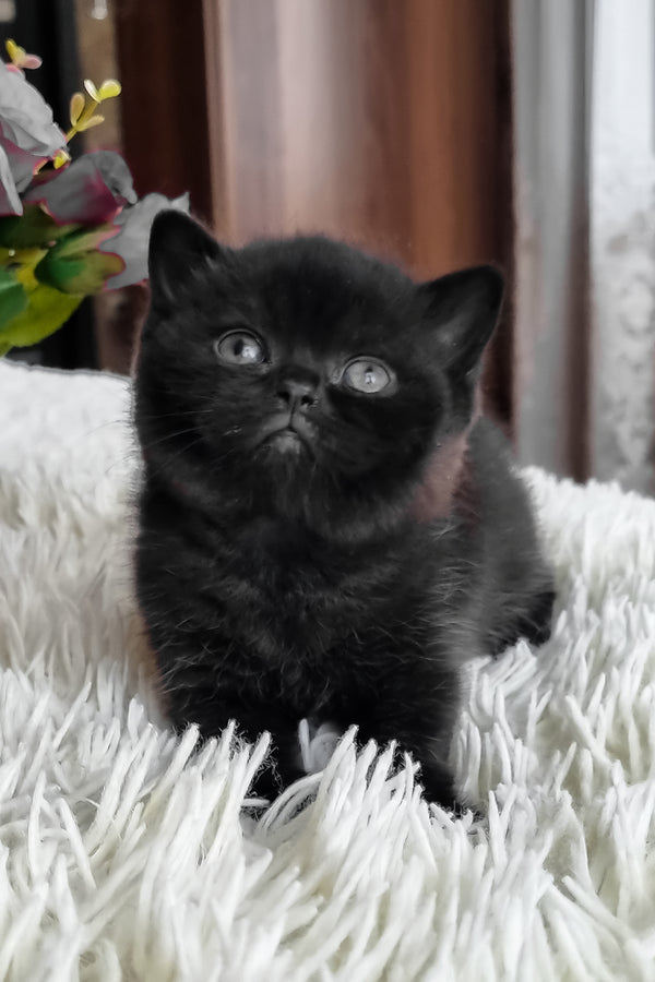 Clava | British Shorthair Kitten