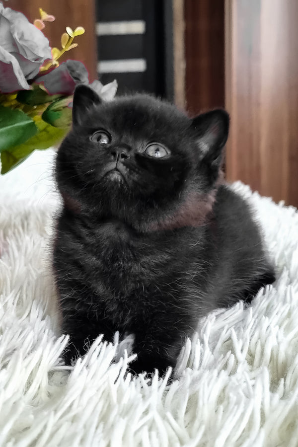 Clava | British Shorthair Kitten