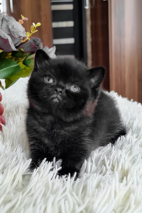 Clava | British Shorthair Kitten