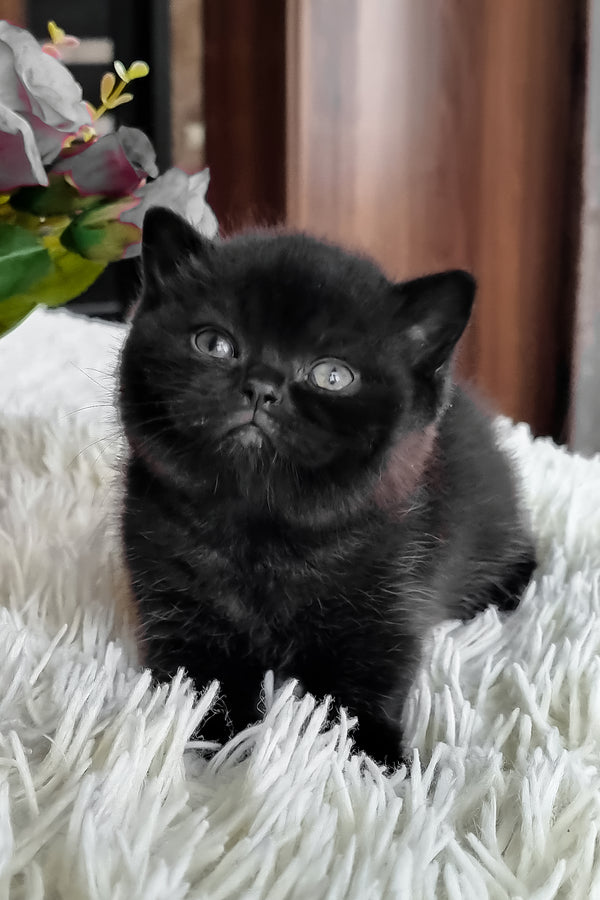 Clava | British Shorthair Kitten