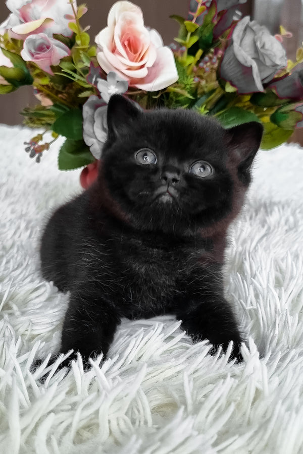 Clava | British Shorthair Kitten