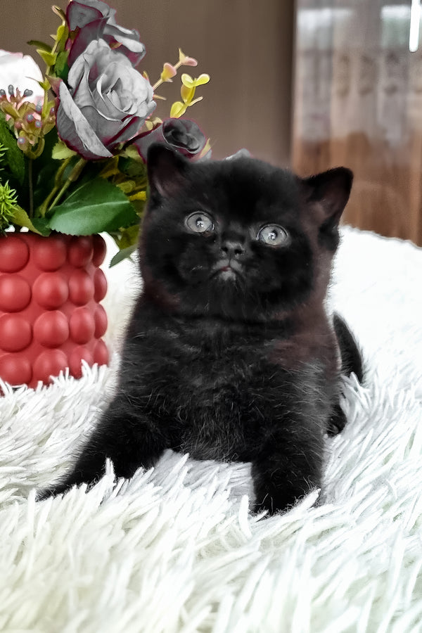 Clava | British Shorthair Kitten