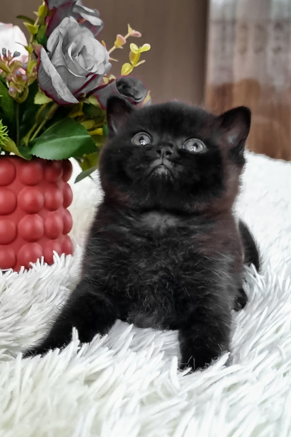 Clava | British Shorthair Kitten