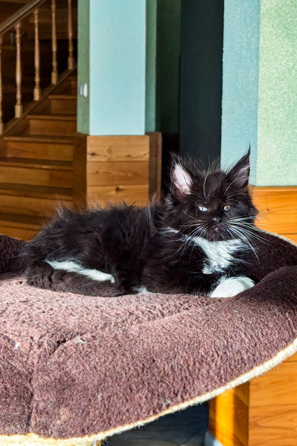 Den | Maine Coon Kitten