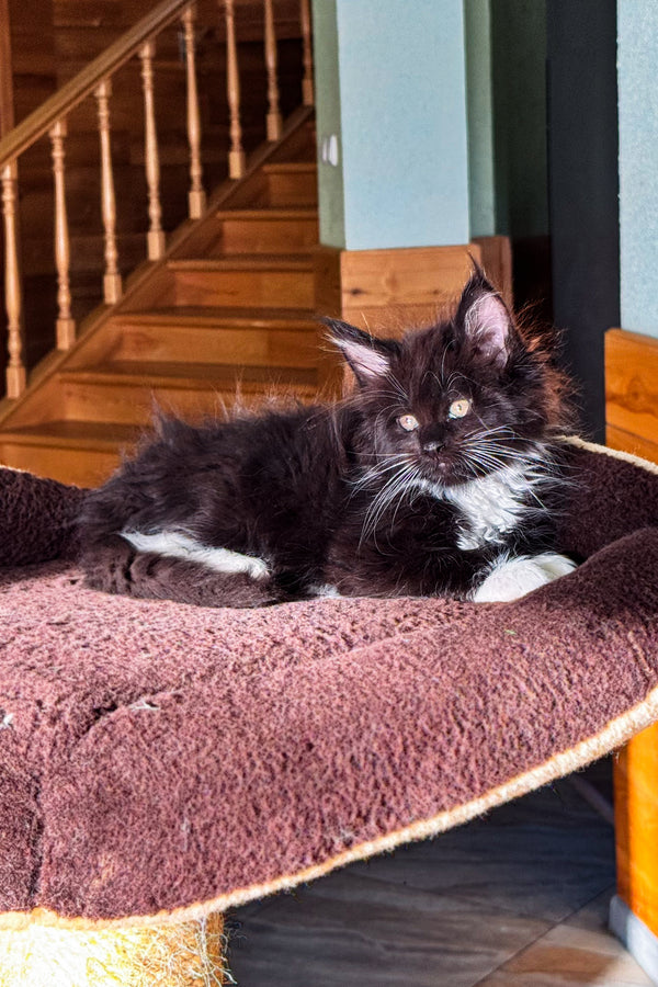 Den | Maine Coon Kitten