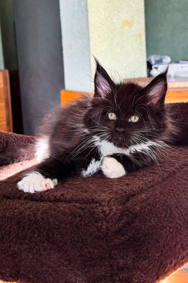 Den | Maine Coon Kitten