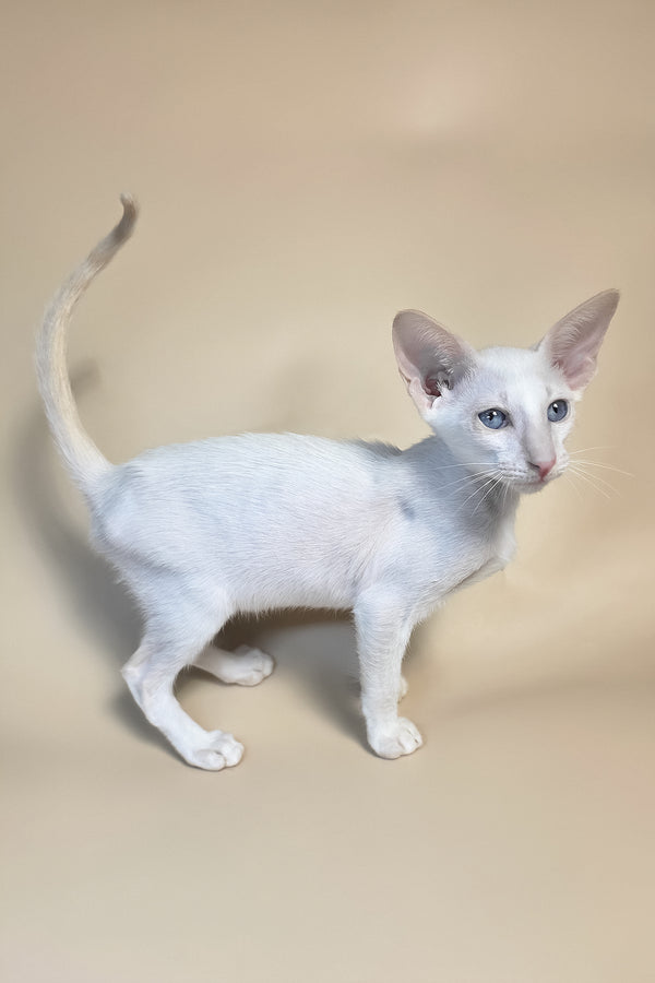 Draco | Oriental Shorthair Kitten