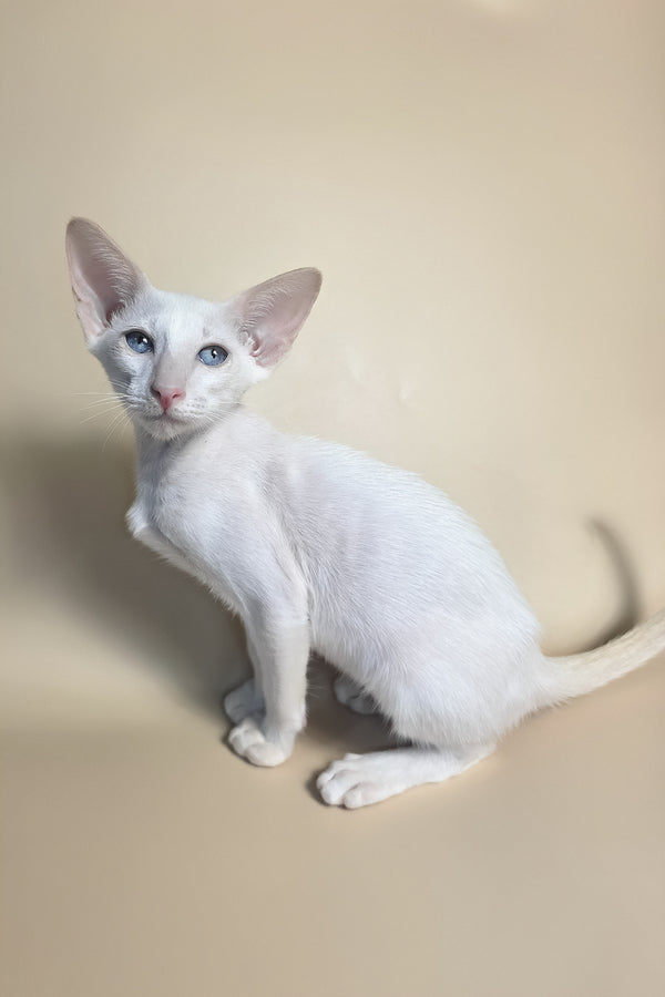 Draco | Oriental Shorthair Kitten