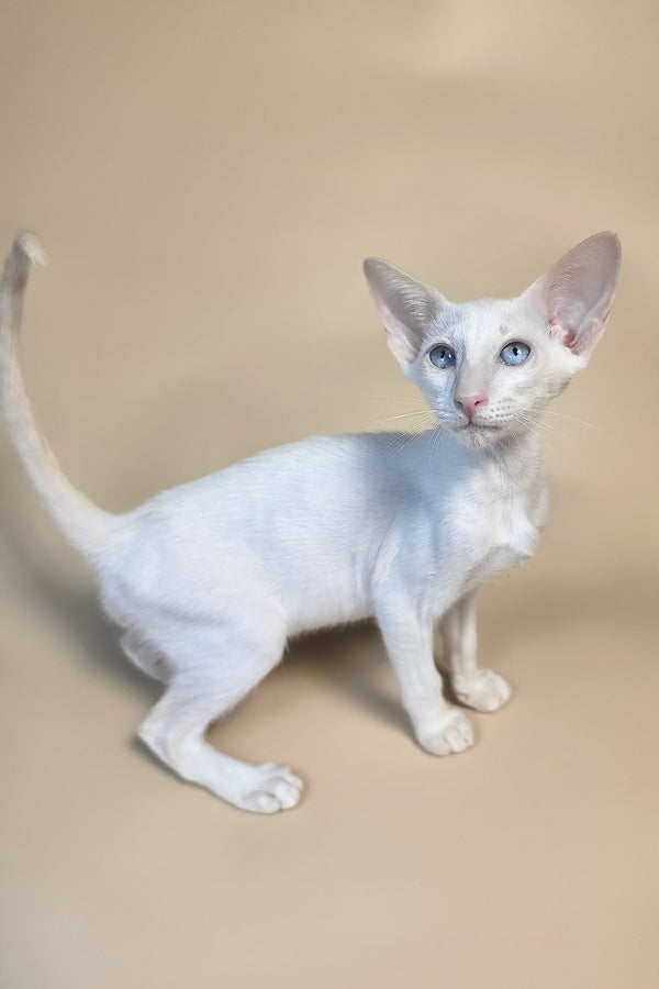 Draco | Oriental Shorthair Kitten