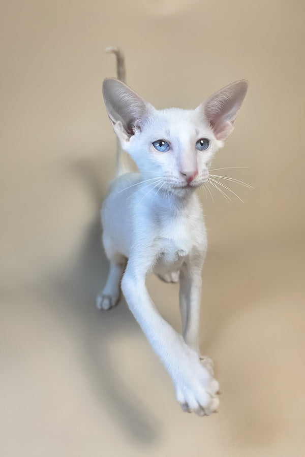 Draco | Oriental Shorthair Kitten