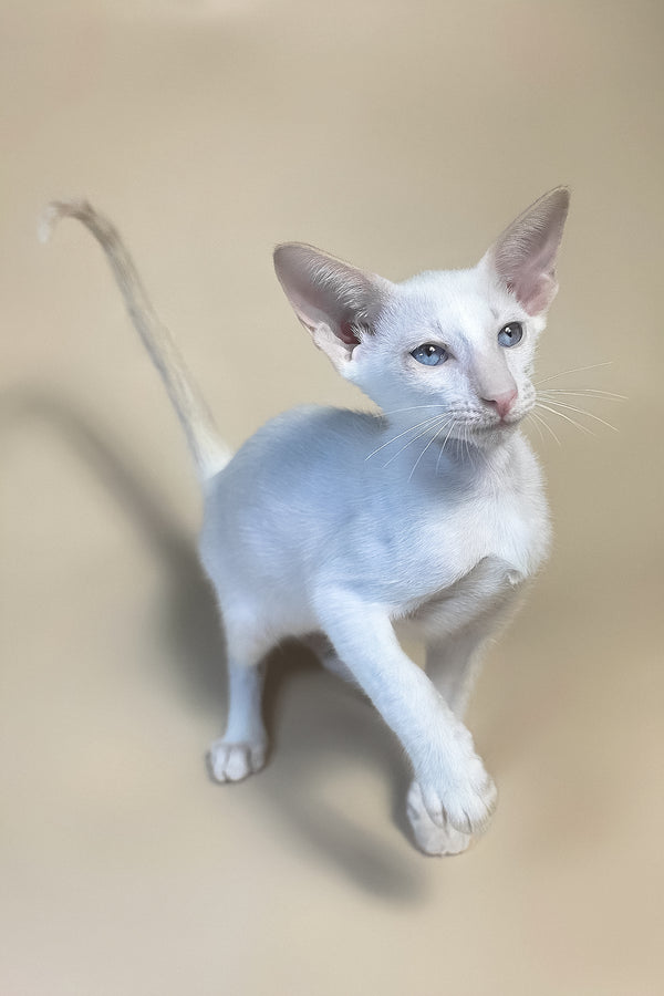 Draco | Oriental Shorthair Kitten