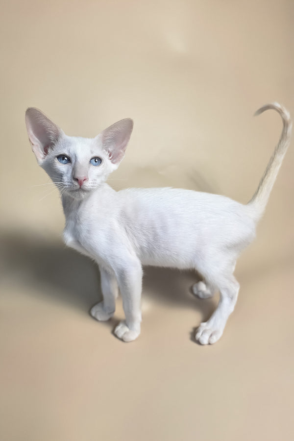 Draco | Oriental Shorthair Kitten