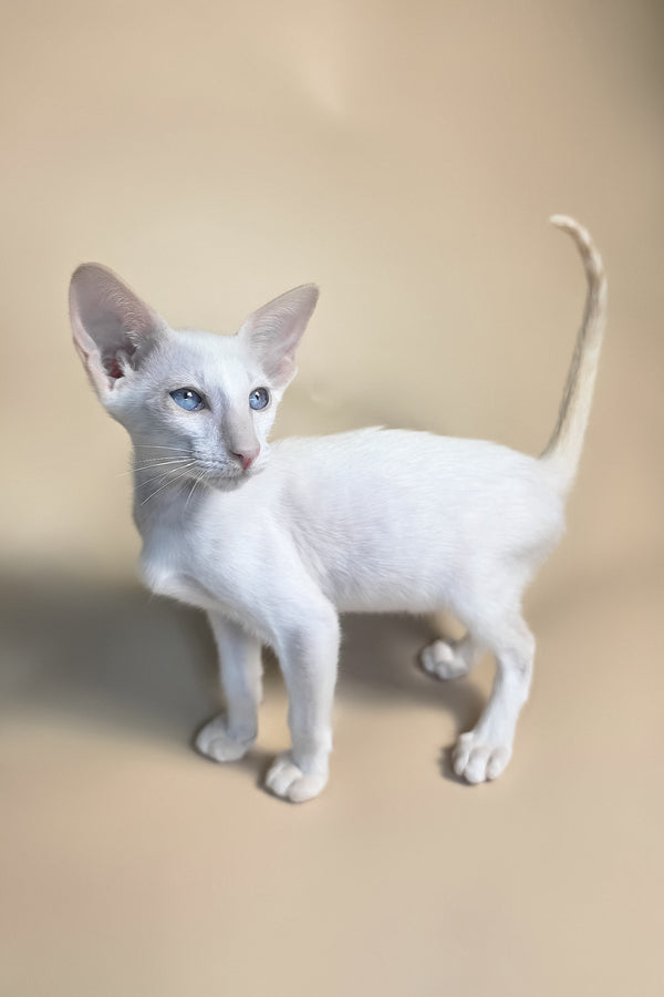 Draco | Oriental Shorthair Kitten
