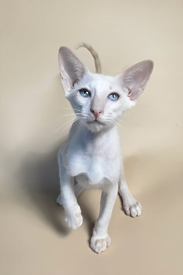 Draco | Oriental Shorthair Kitten
