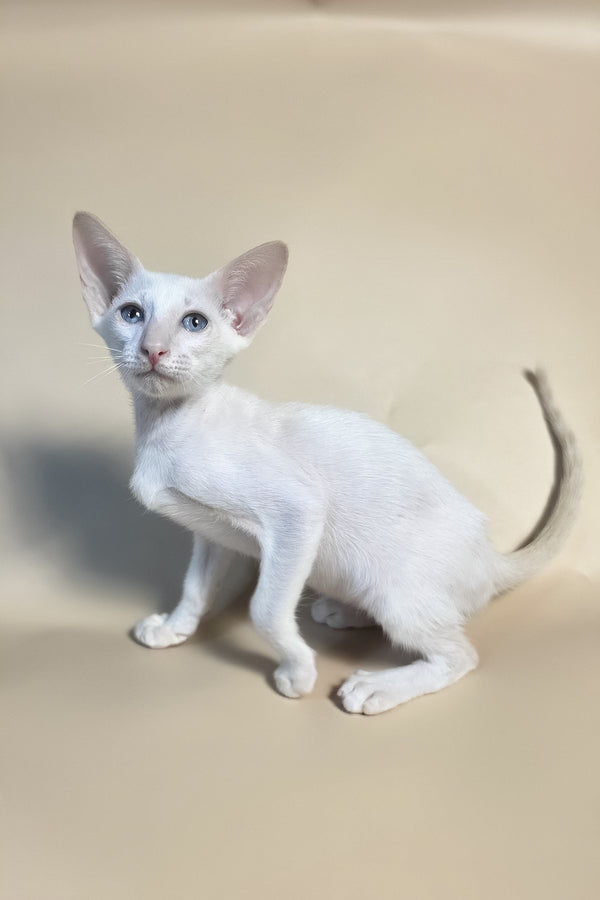 Draco | Oriental Shorthair Kitten