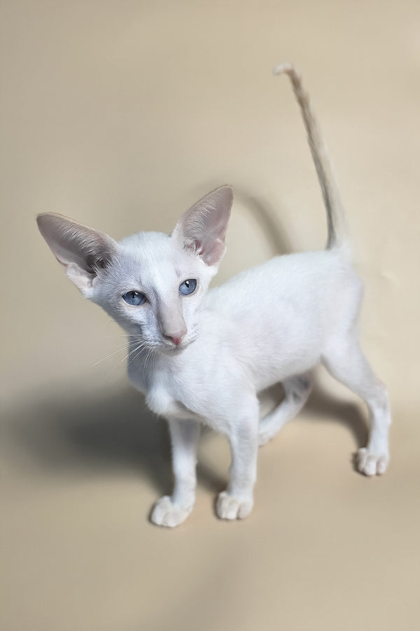 Draco | Oriental Shorthair Kitten